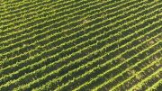 Royalty Free drone video of Australian Winery Grapevines in Summer 4 img