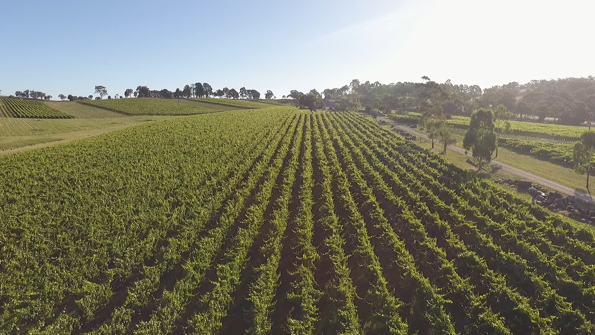Royalty free video Aerial Drone Australian Winery Grapevines 2 img