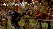 Close up views through vines during autumn at Australian Vineyard