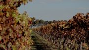 Grape vines in winery during autumn