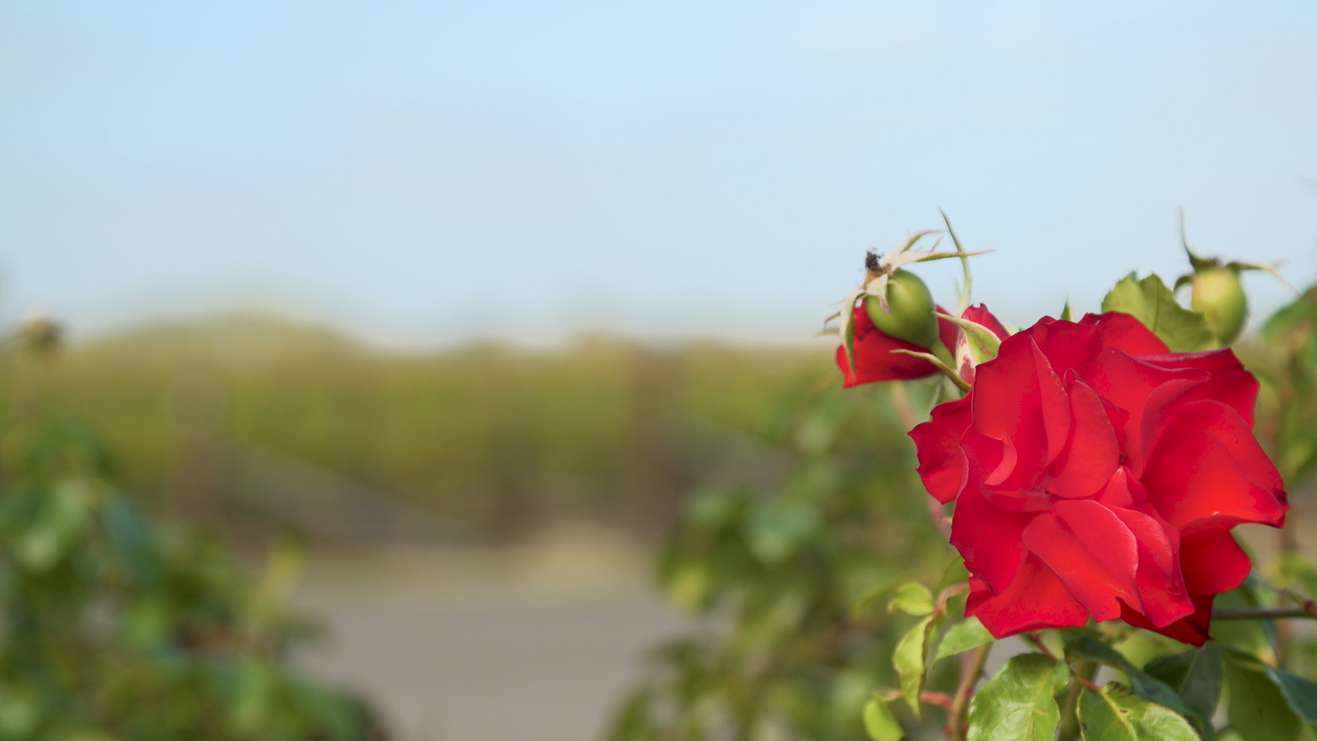 Grapevines in background shifting focus to red rose in foreground at australian winery