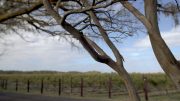 Tree in front of vines at vineyard img